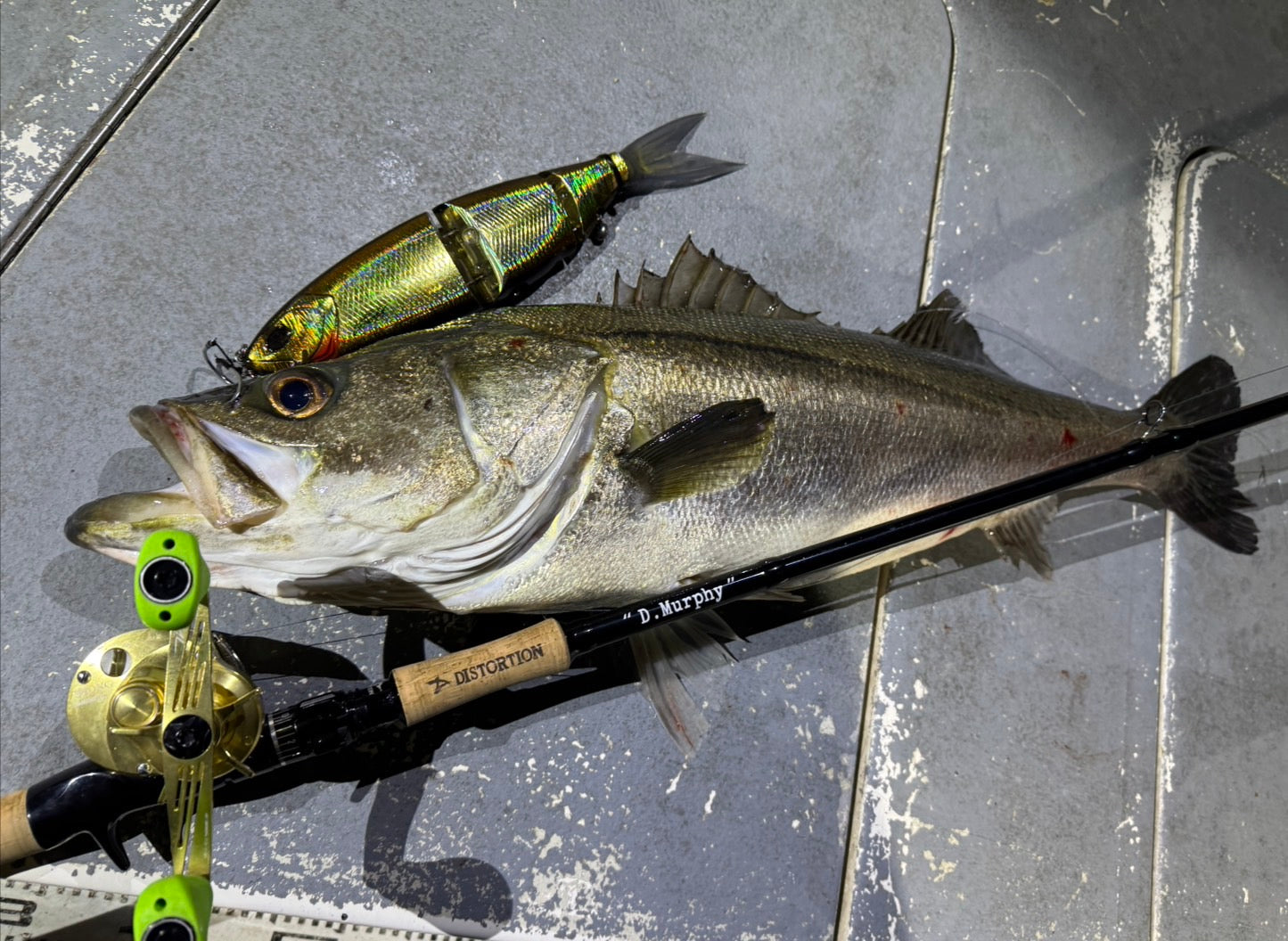 DISTORTION BELGIAN  BLACK D.Murphy BBB85DM(ベイト) ディストーション ベルジャンブラック ディーマーフィー